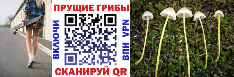 Купить где  Осташков  Галлюциногенные грибы Cubensis 